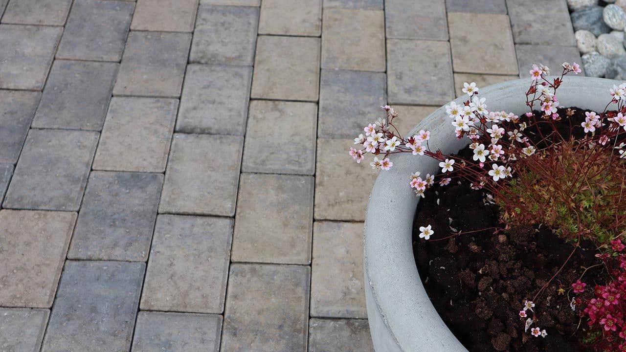 Blomsterpotte med blomster som står på belegningsstein i fargen brunmix.