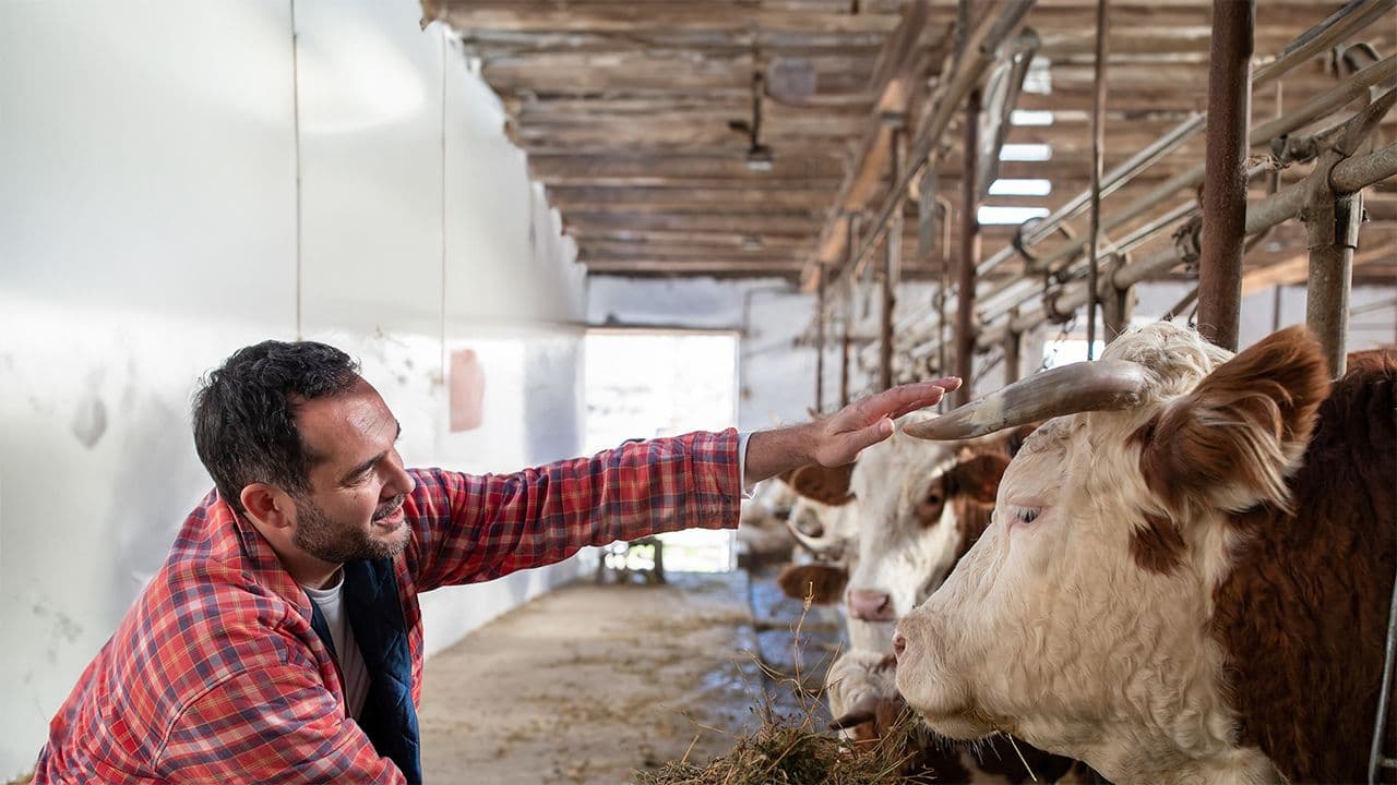 Mann som klapper ku med horn i fjøs med Arbor veggplater.